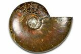 Polished Red Flash Ammonite (Cleoniceras) Fossil - Madagascar #367679-1